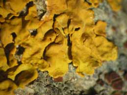 [Xanthoria parietina]