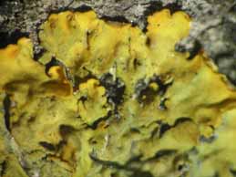 [Xanthoria parietina]
