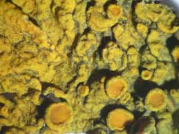 [Xanthoria parietina]