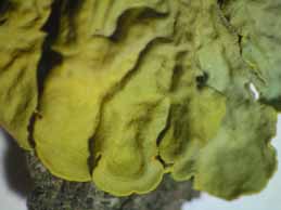 [Xanthoria parietina]