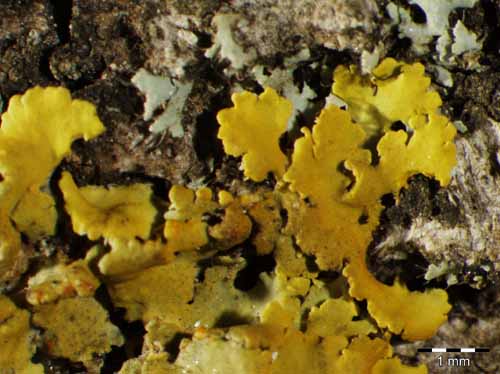 [Xanthoria fallax]
