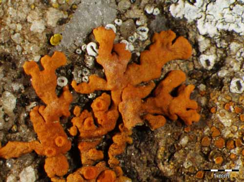 [Xanthoria elegans]