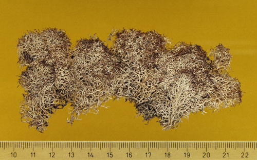 [Carassea connexa]