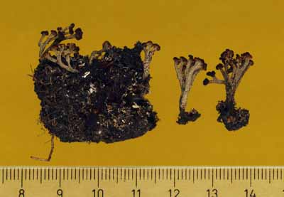 [Cladonia peziziformis]