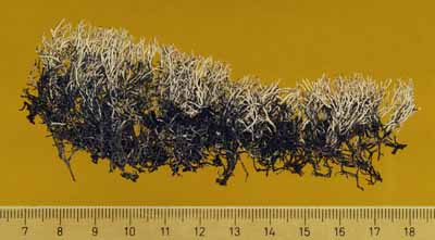 [Cladonia polytypa]