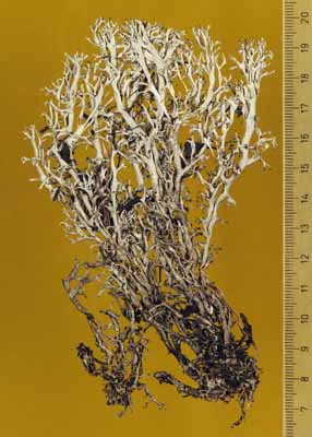 [Cladonia turgidior]