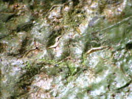 [F. gomezii]