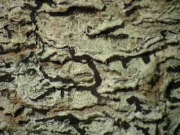 [P. dendritica]