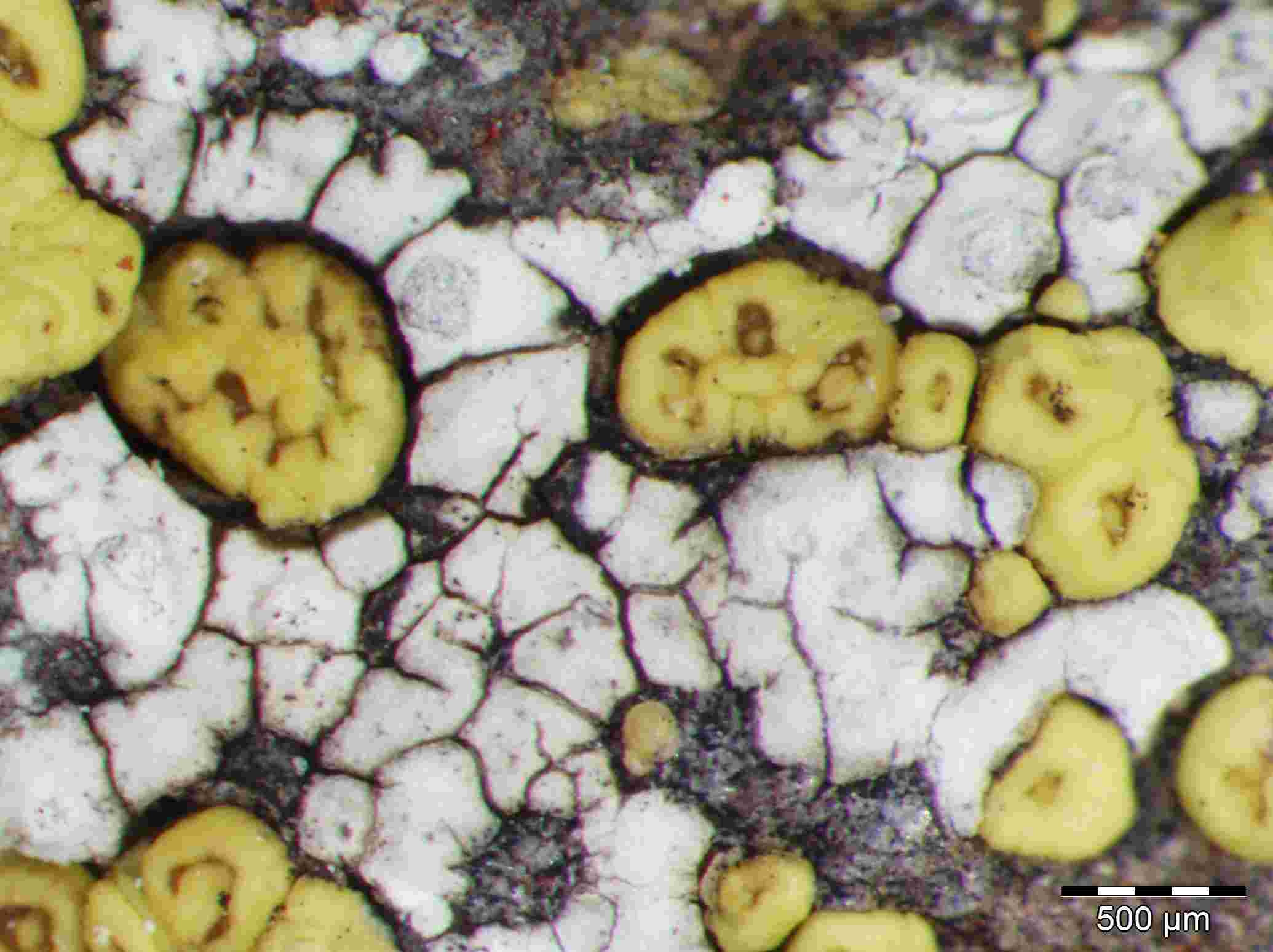 [Acarospora lavicola]