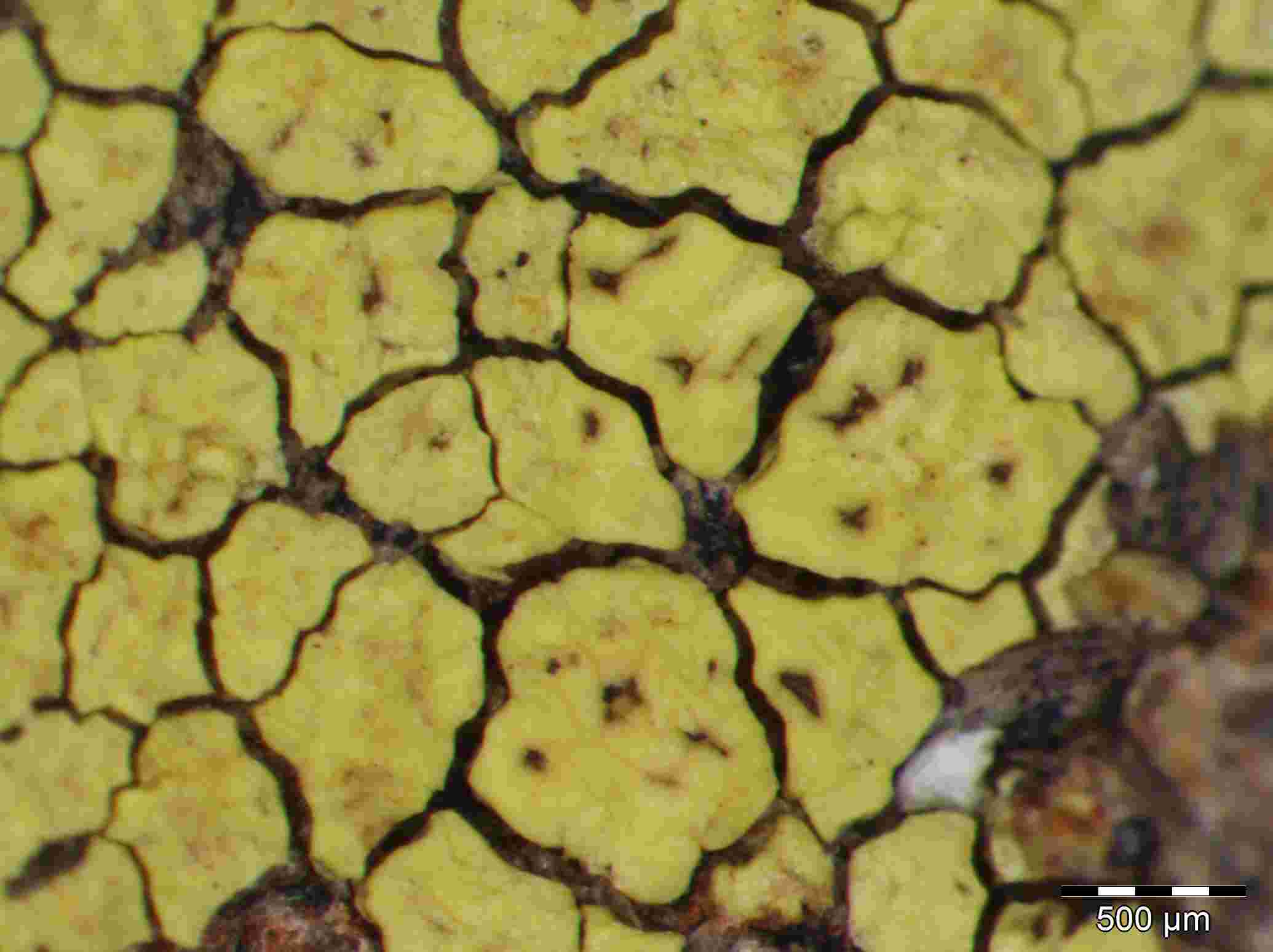 [Acarospora lavicola]