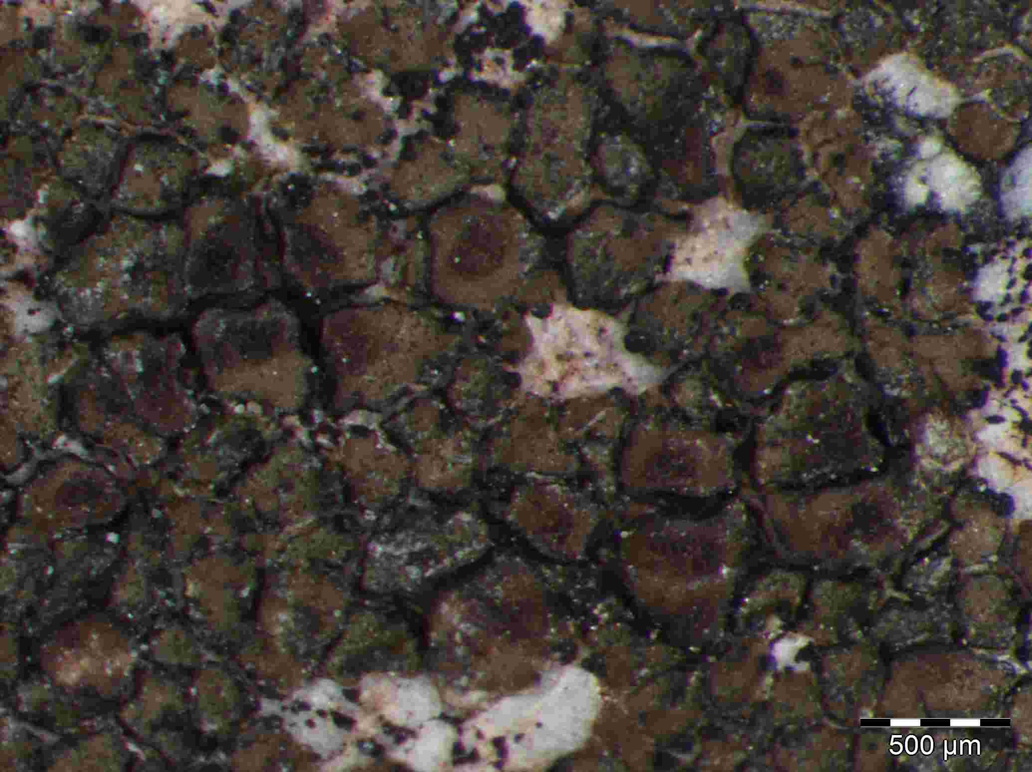[Acarospora veronensis]