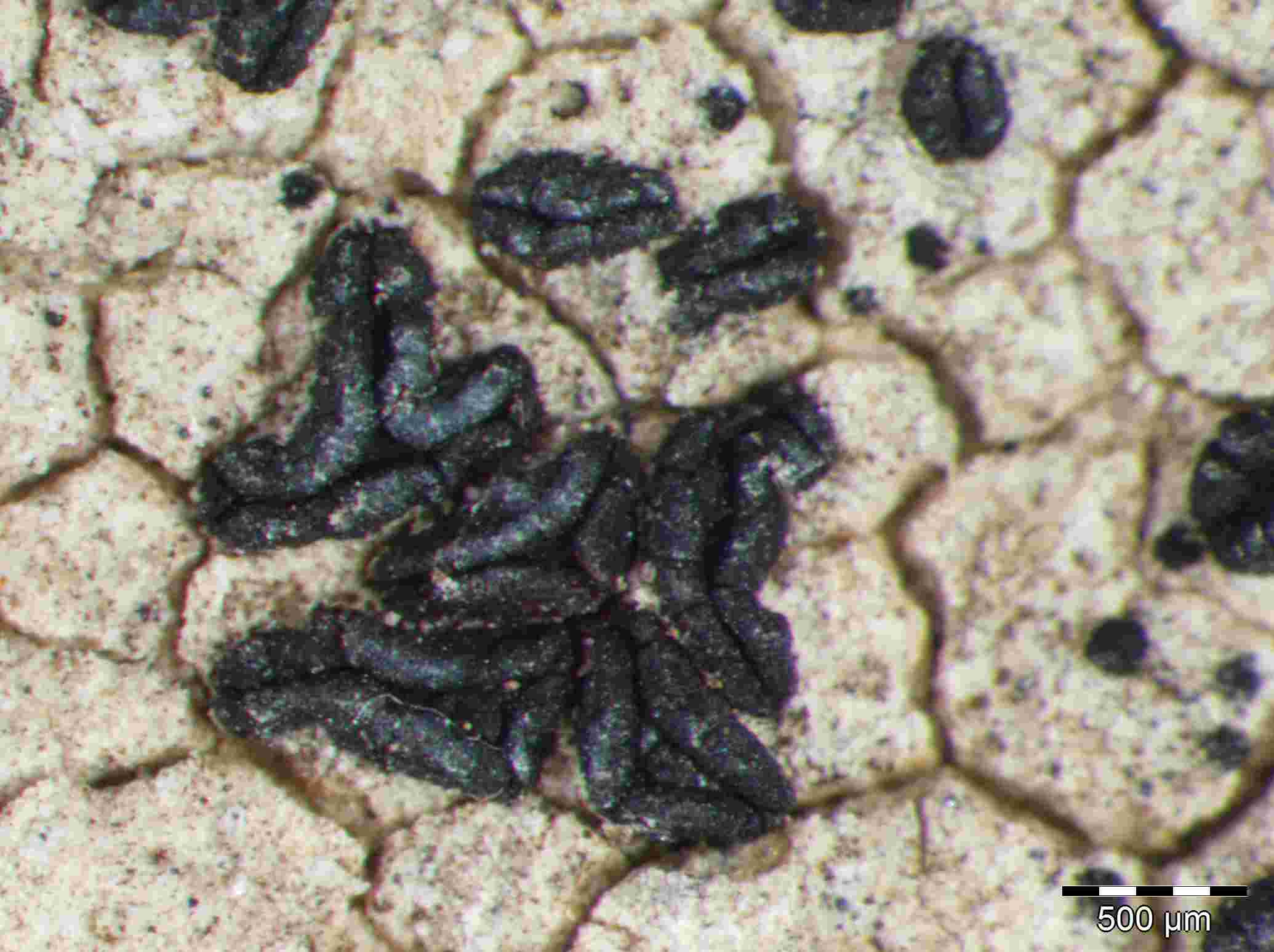 [Alyxoria subelevata]