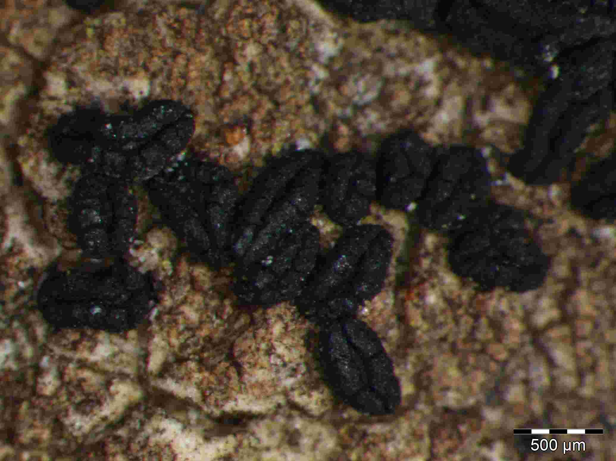 [Alyxoria subelevata]