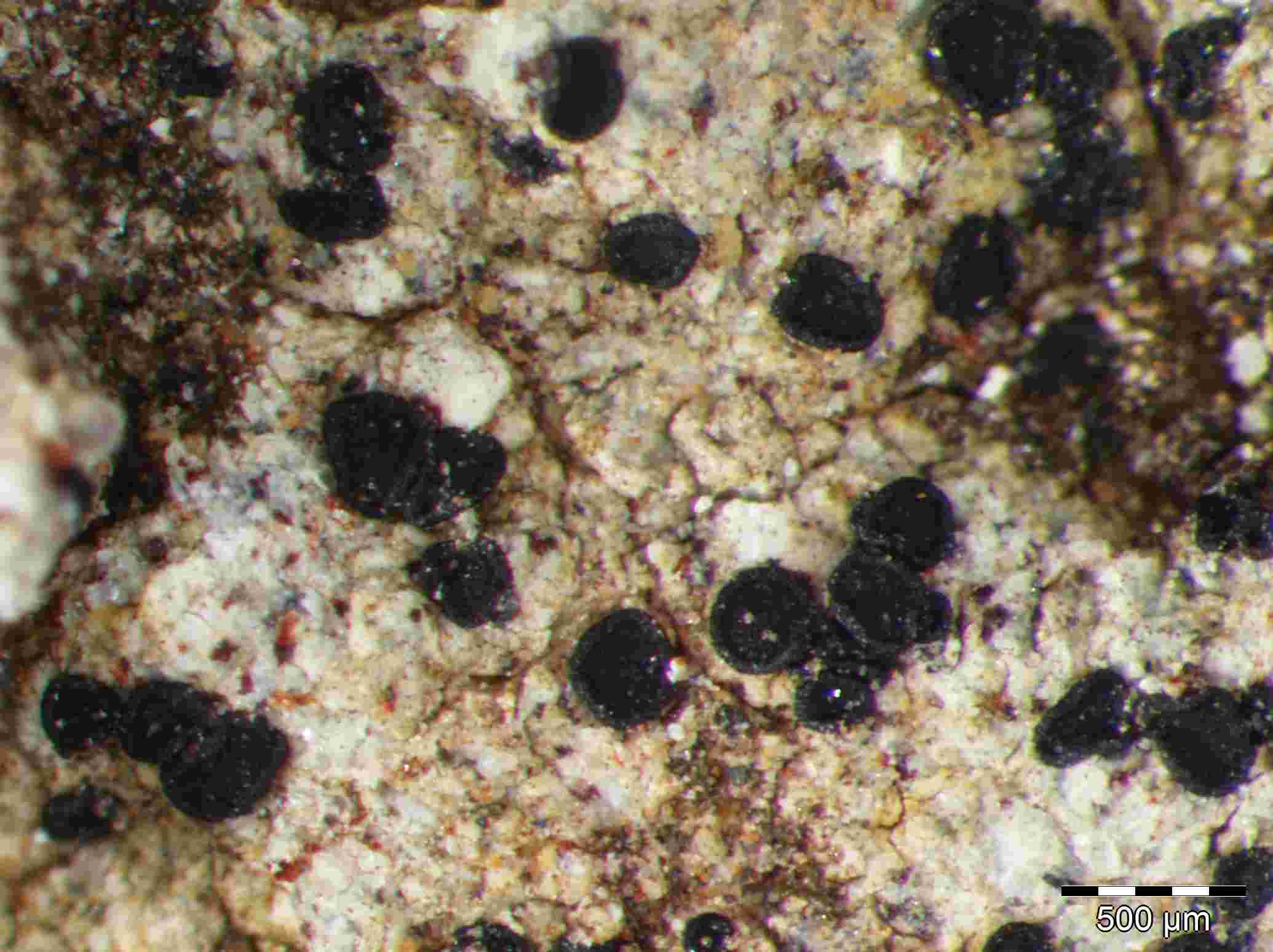 [Amandinea punctata]