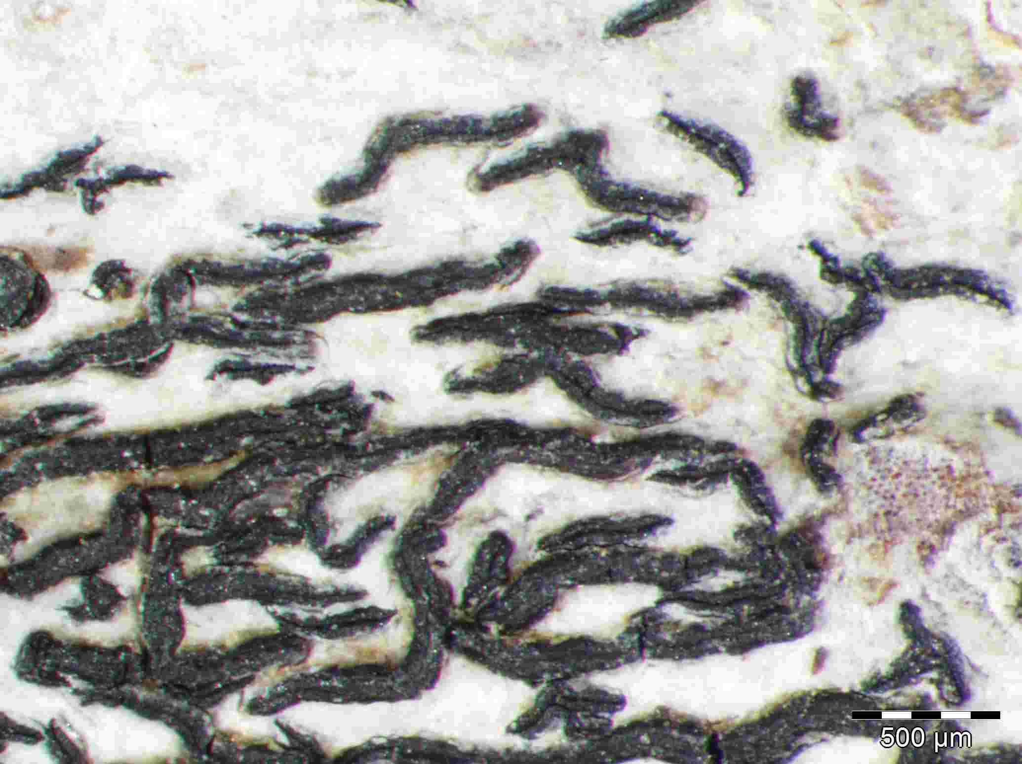 [Arthonia atra]