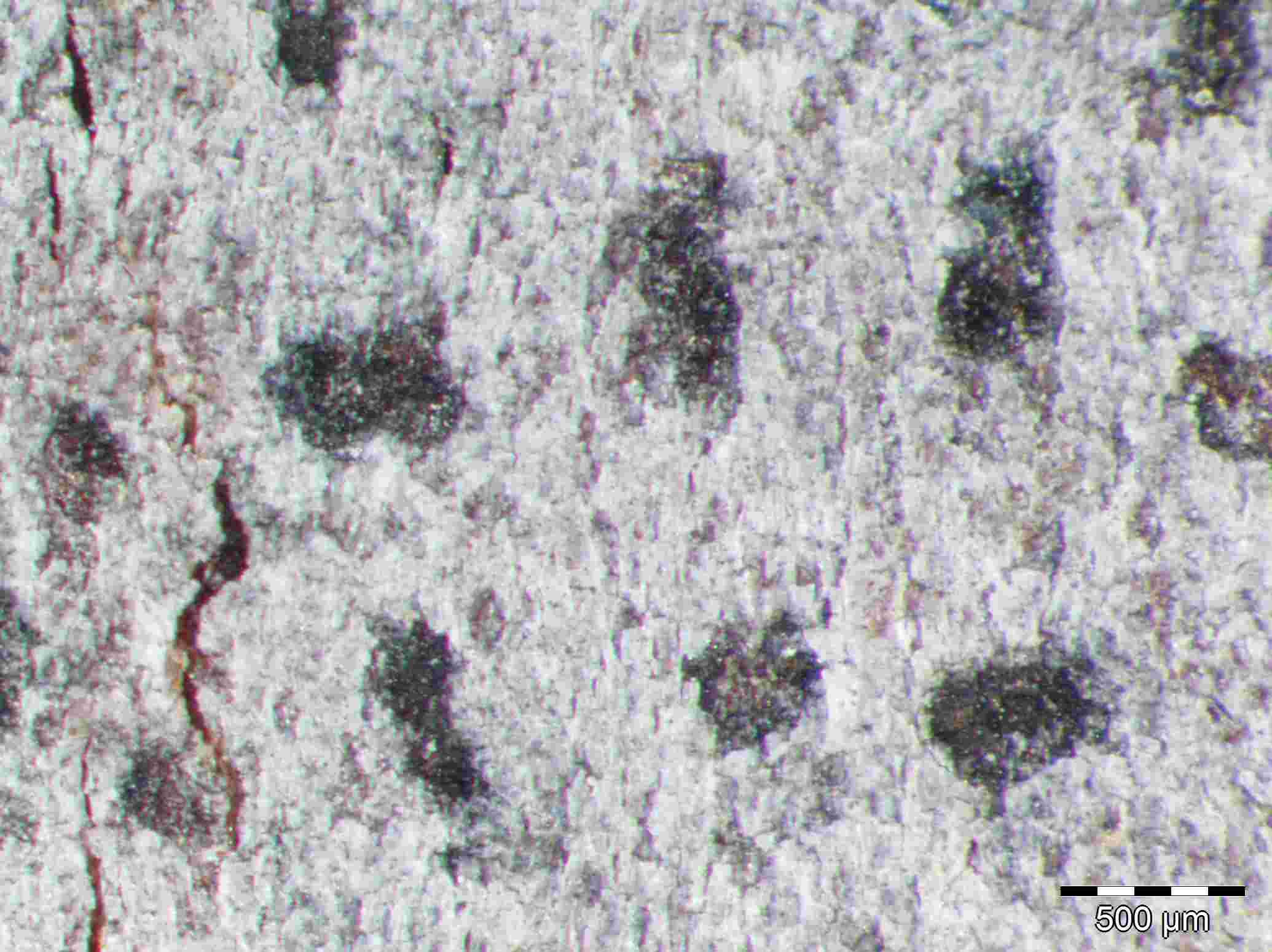 [Arthonia punctiformis]