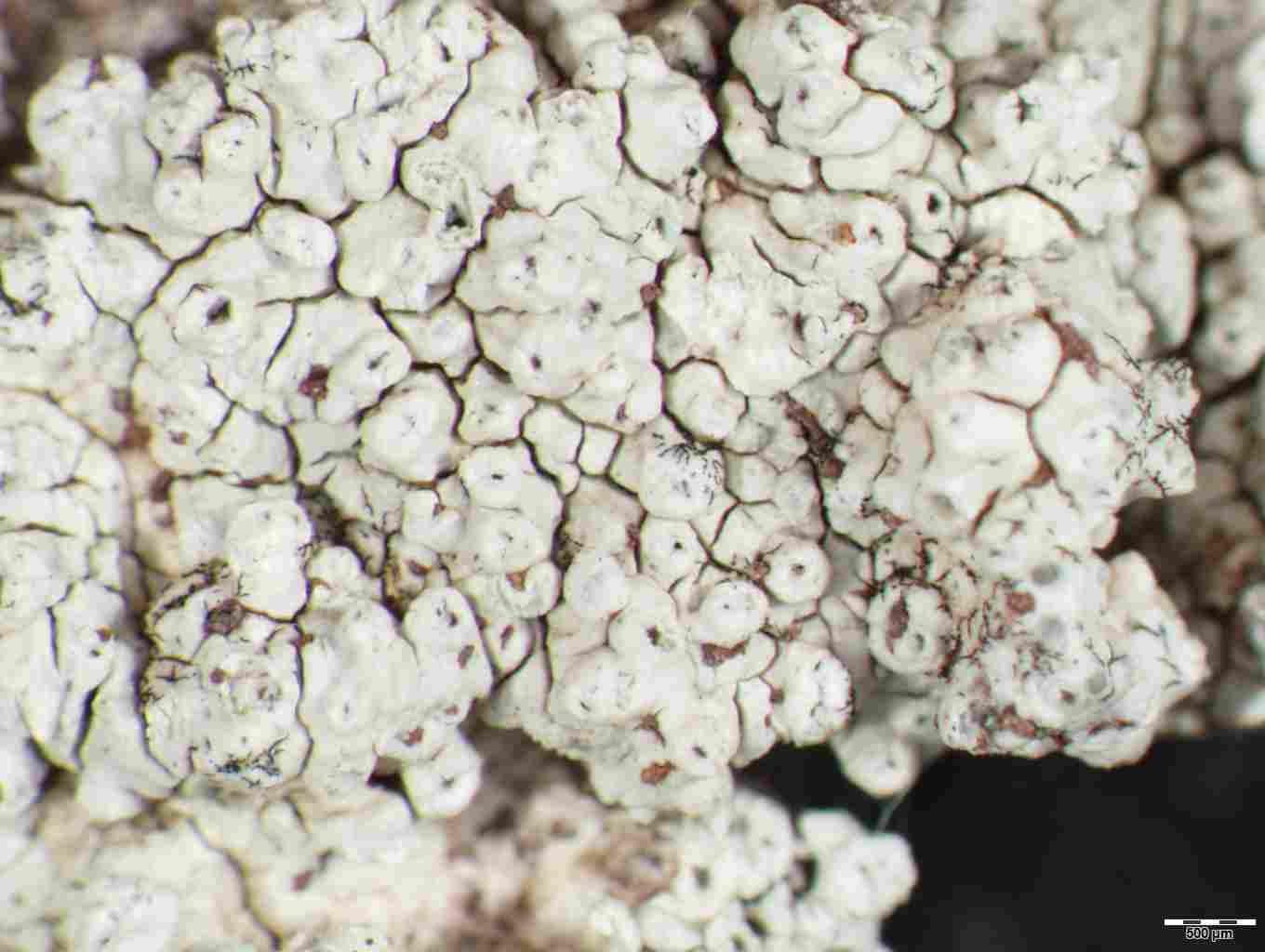 [Aspicilia sp.]