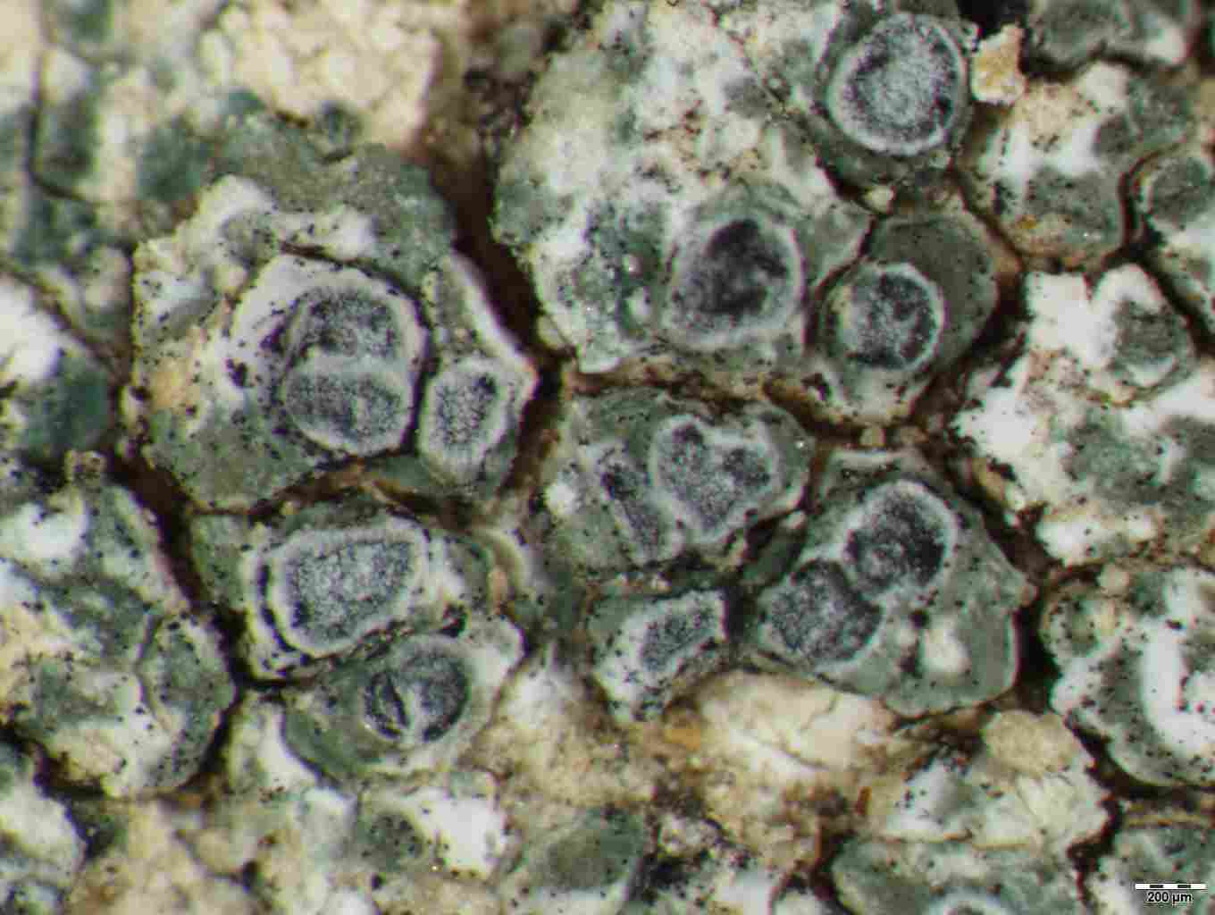 [Circinaria contorta]