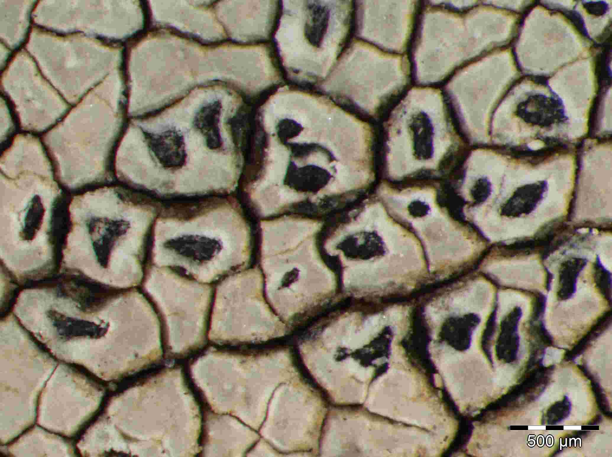 [Aspicilia intermutans]