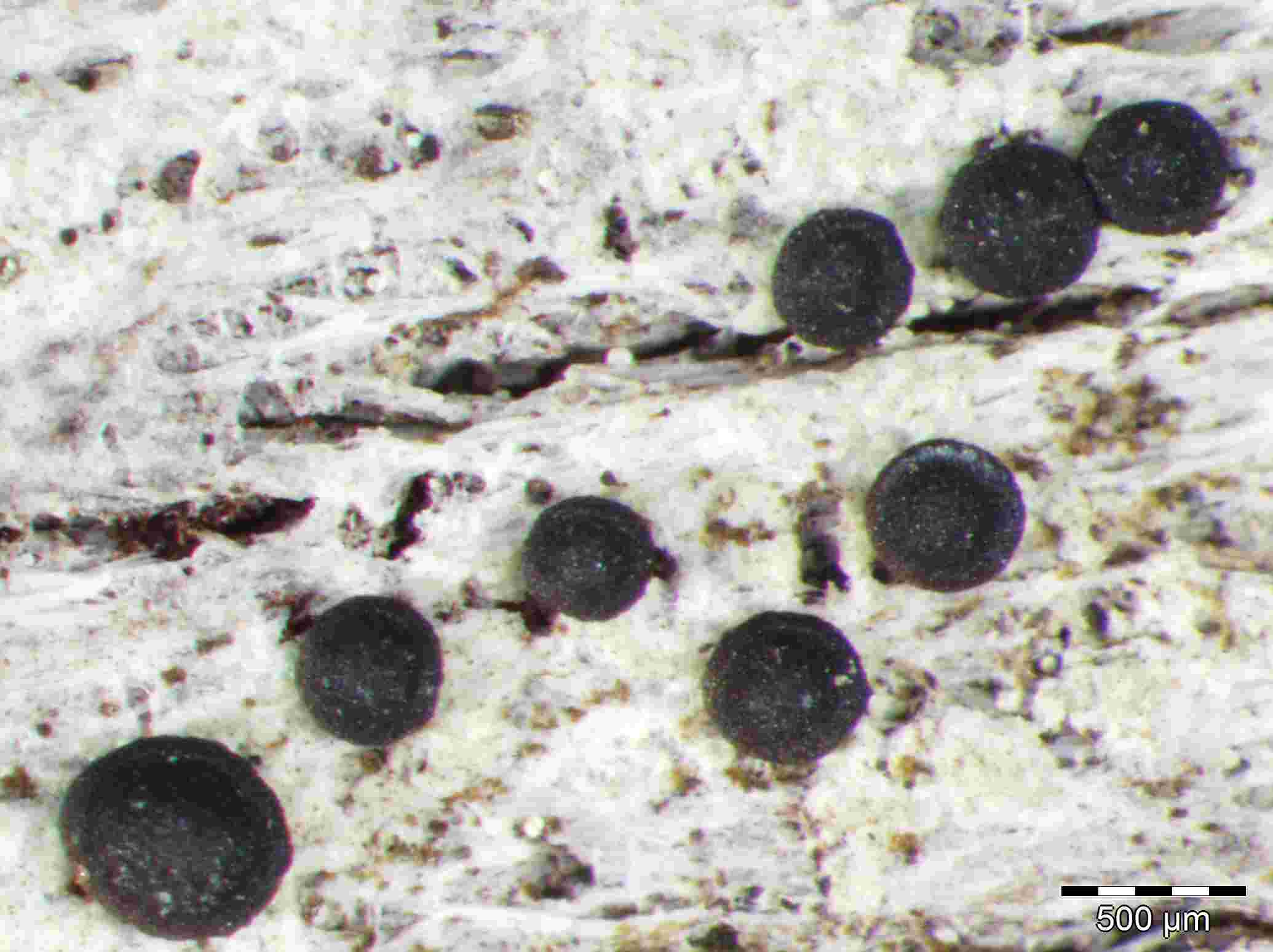 [Bacidia arceutina]
