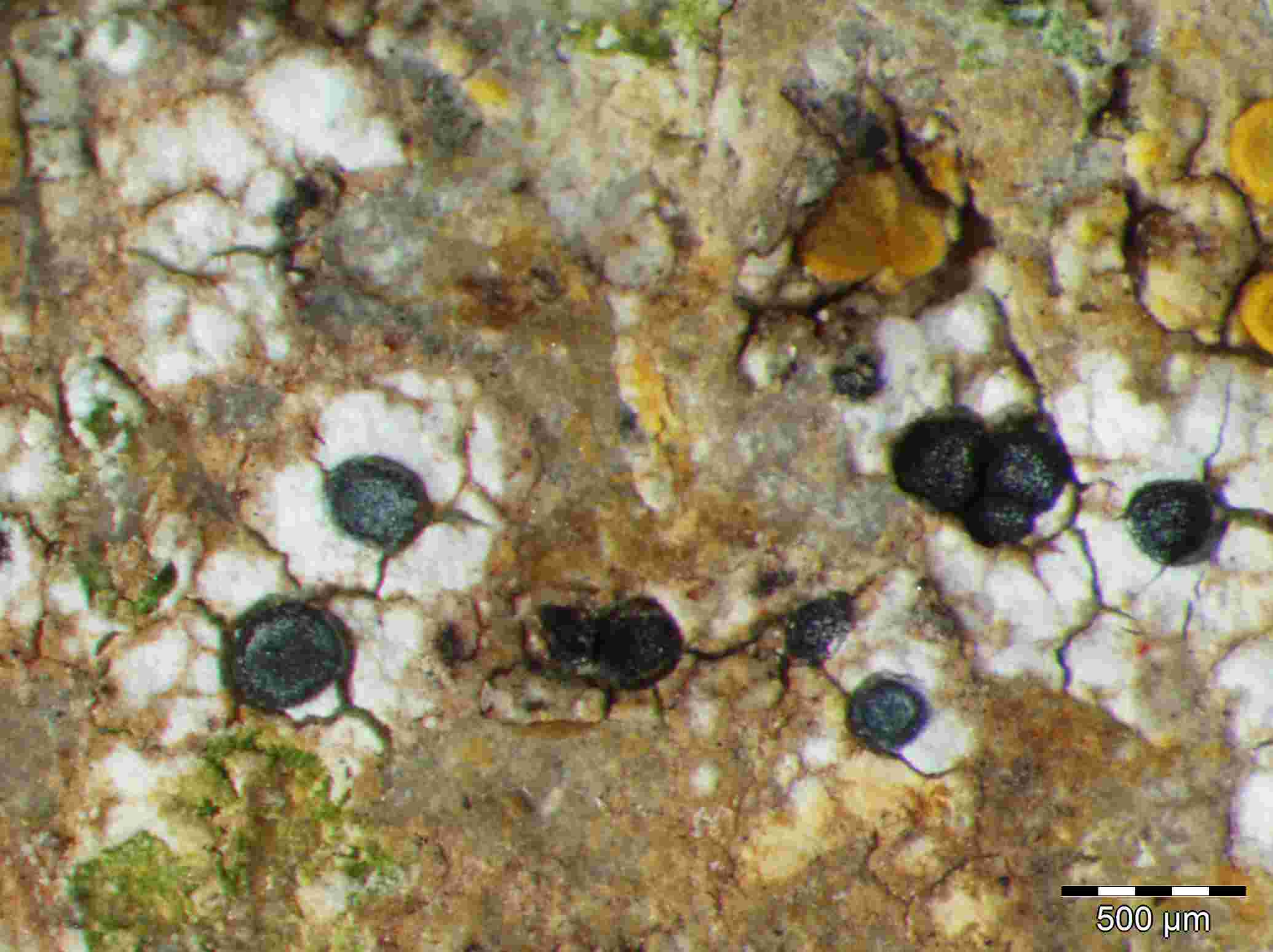 [Buellia caloplacivora]