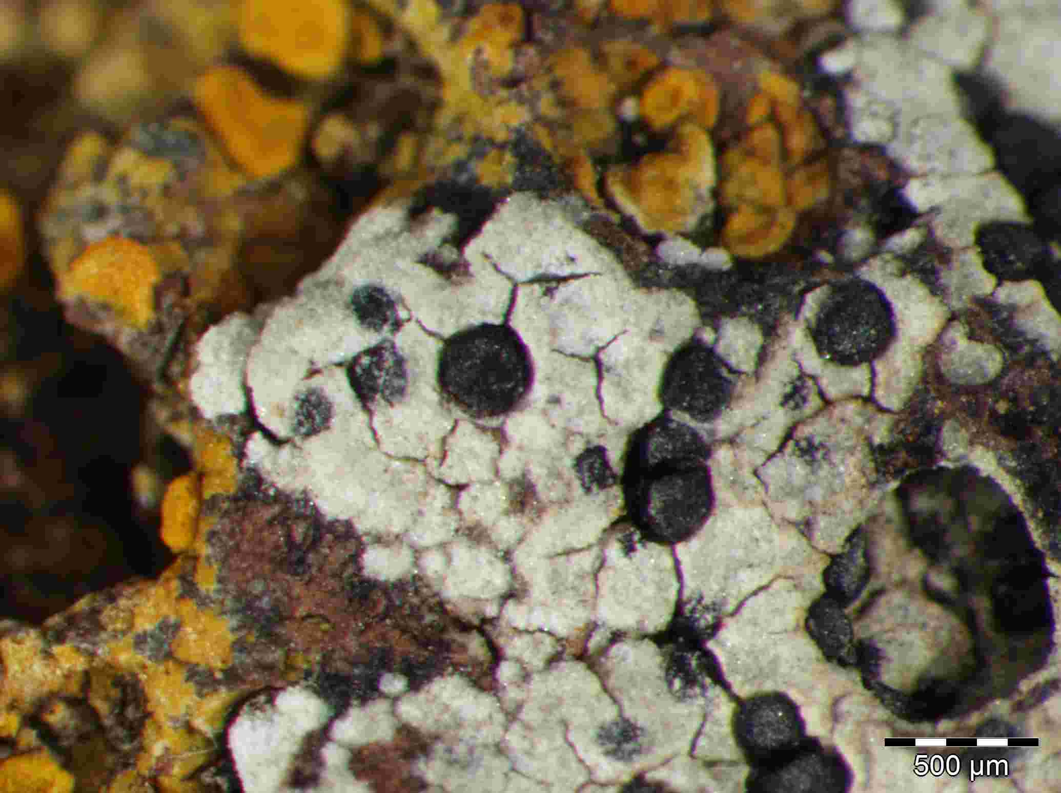 [Buellia caloplacivora]