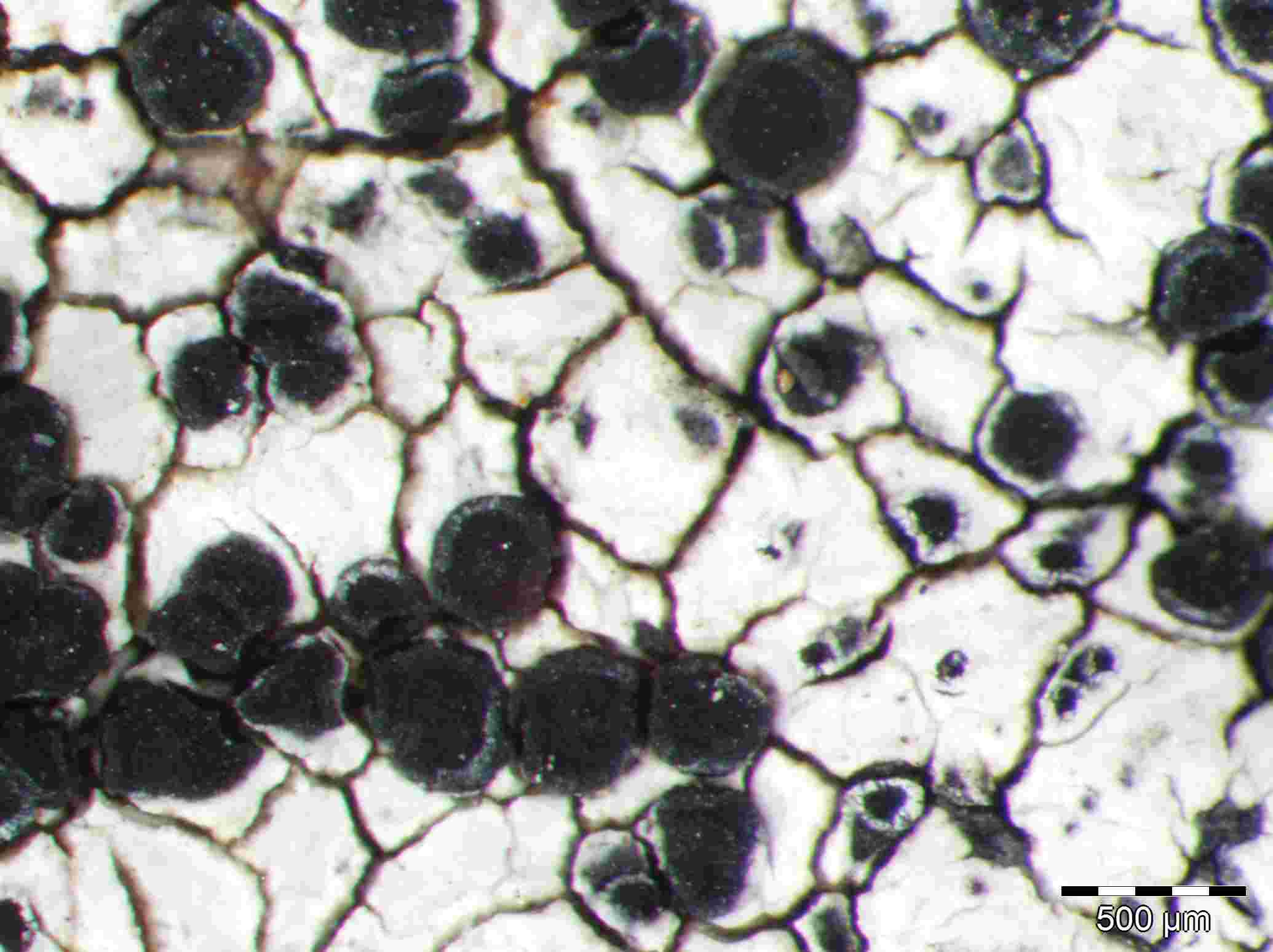 [Buellia spuria]