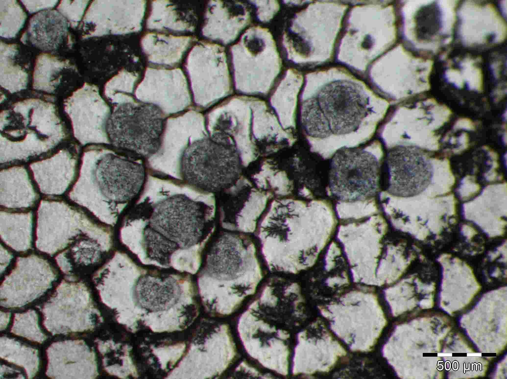 [Buellia tesserata]