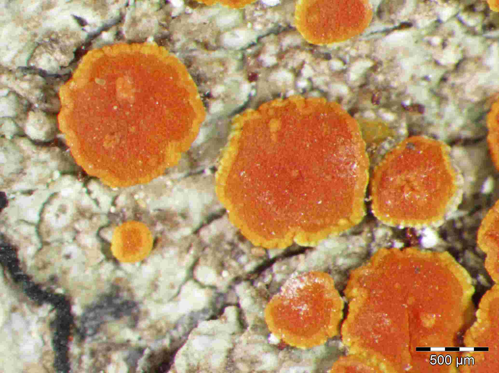 [Caloplaca aegatica]