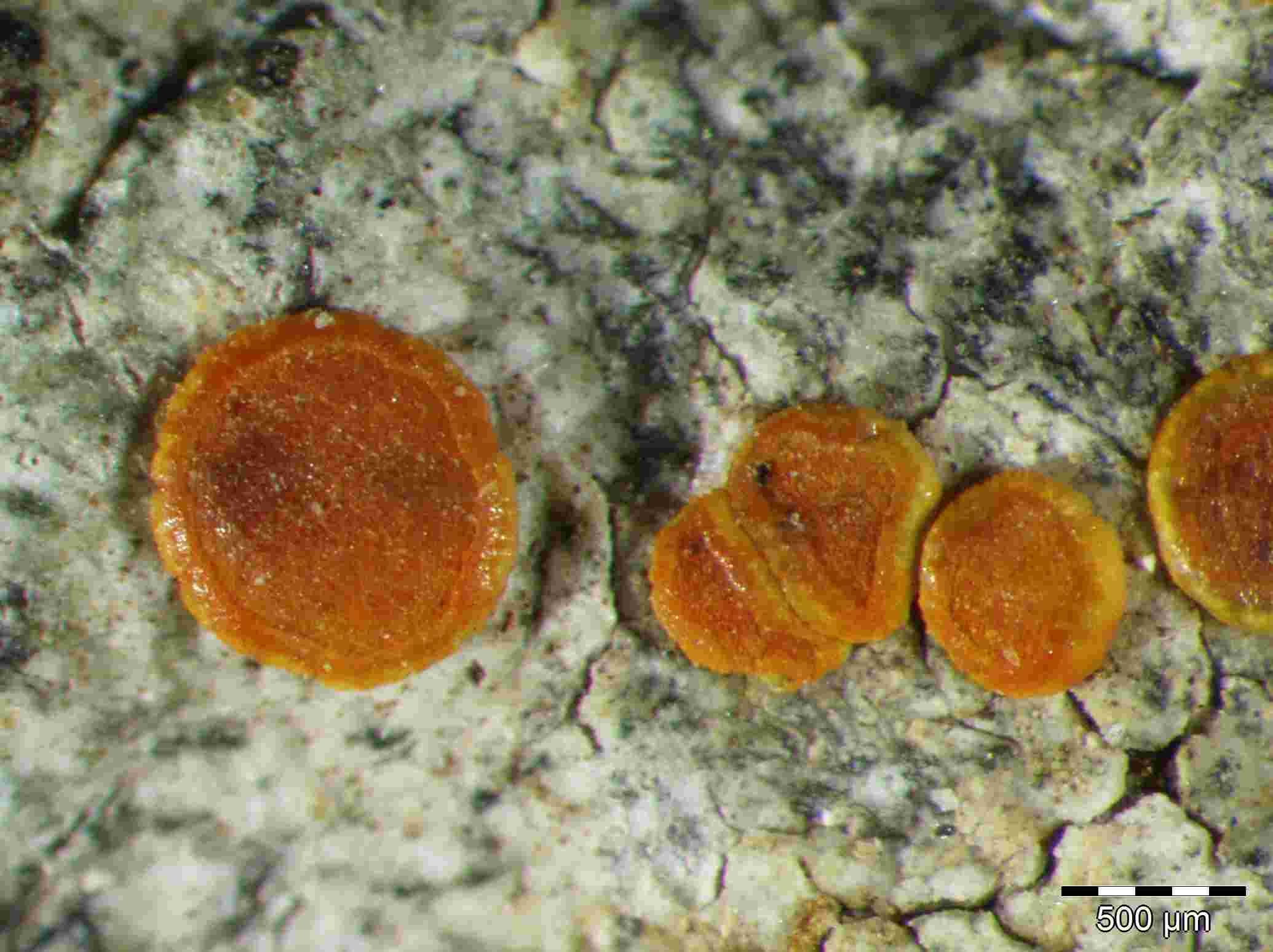 [Caloplaca aegatica]