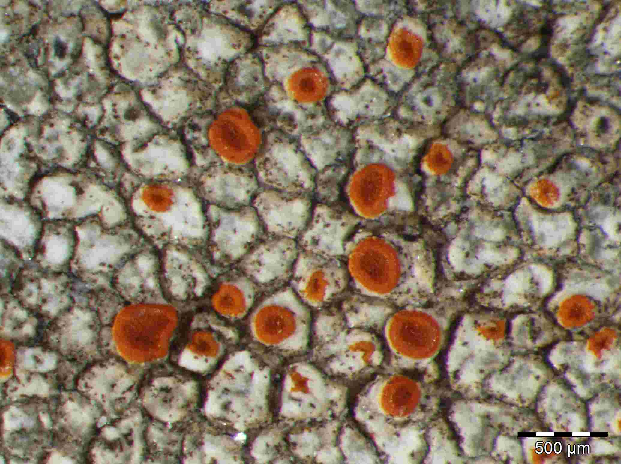 [Caloplaca erythrocarpa]
