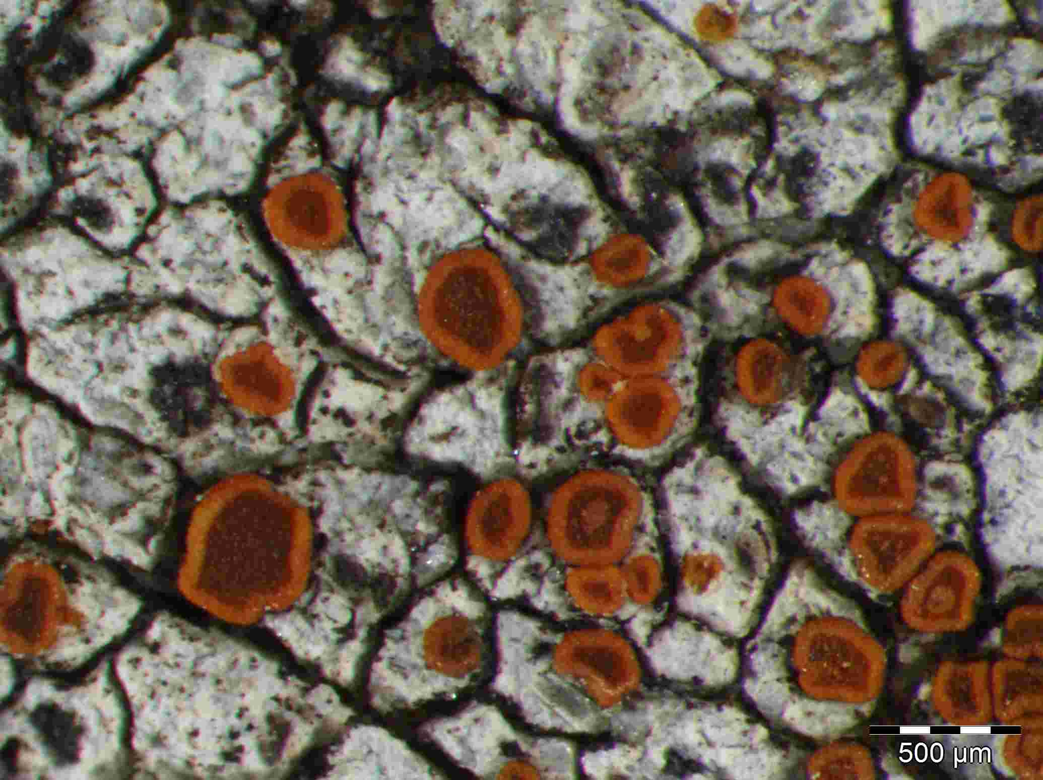 [Caloplaca arenaria]