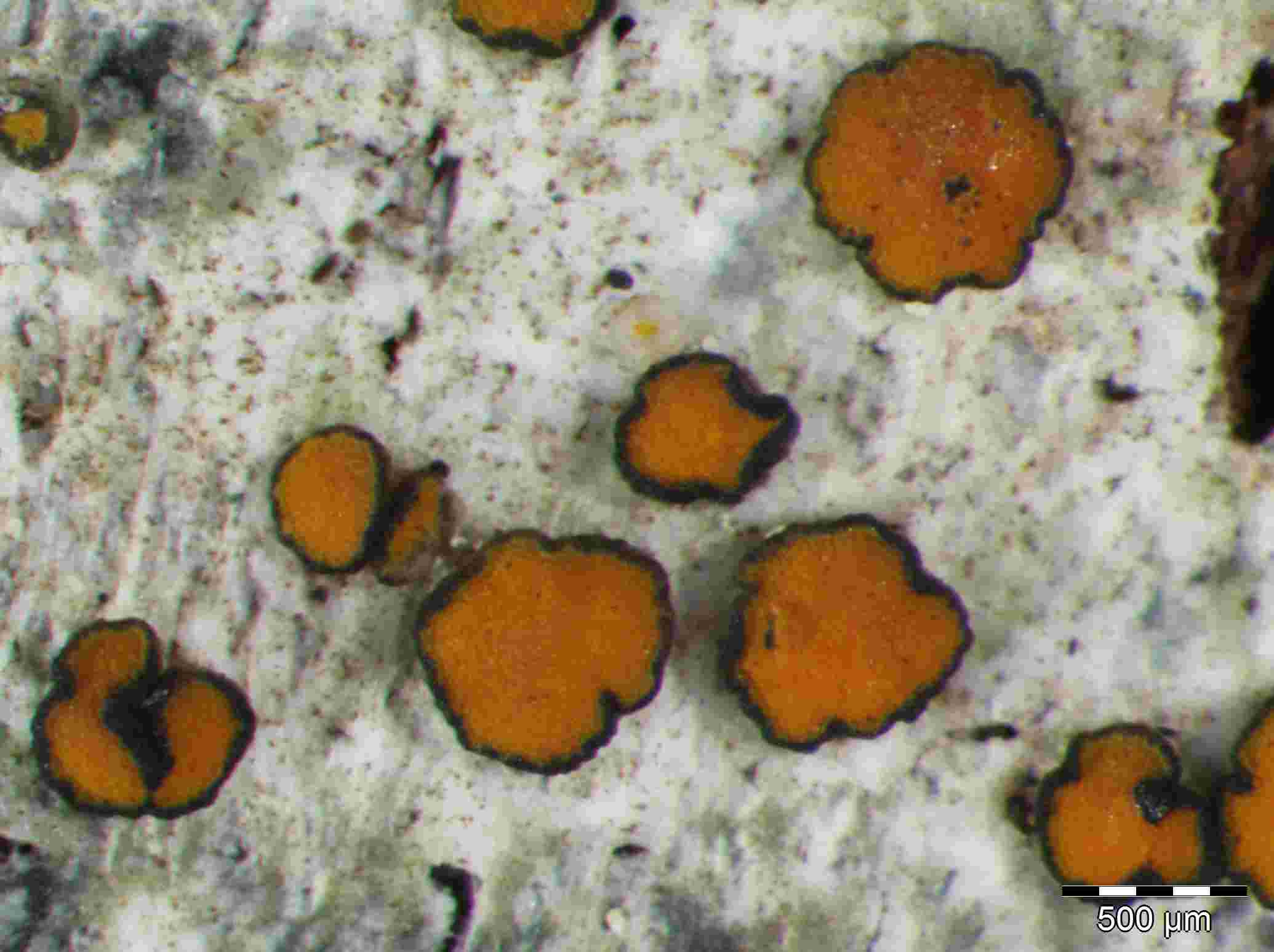 [Caloplaca BlackMargin]