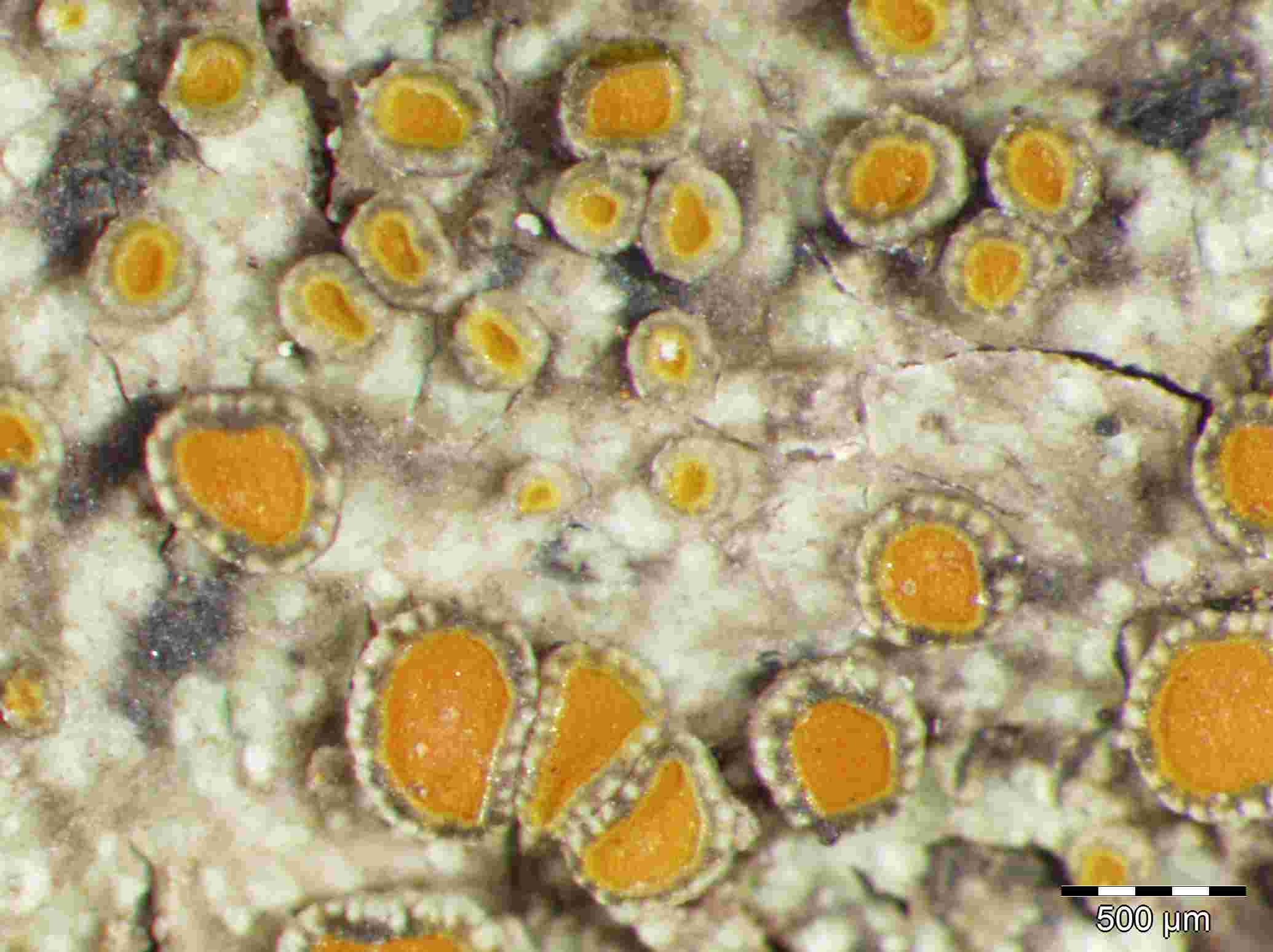 [Caloplaca BlackMargin]