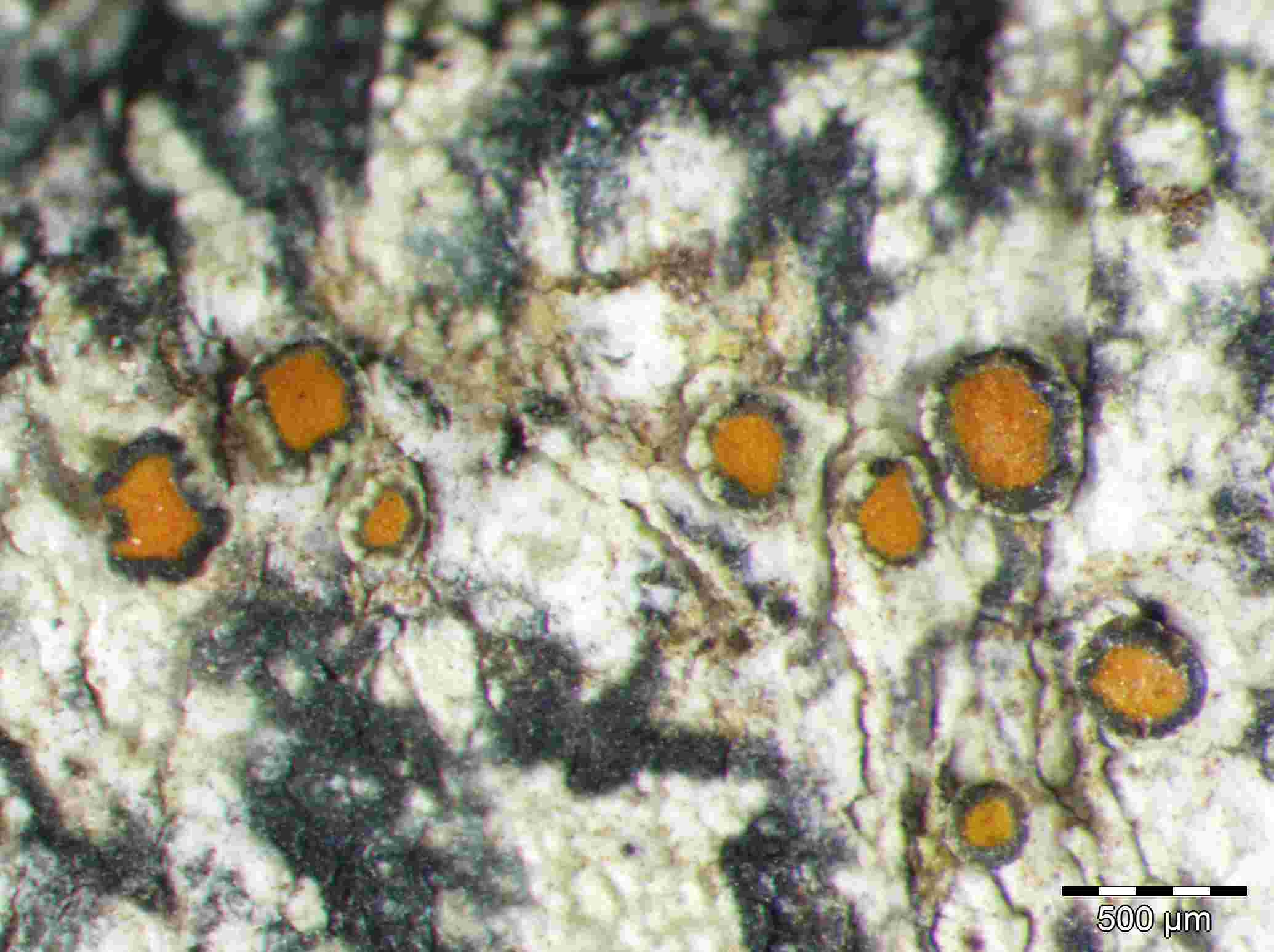 [Caloplaca BlackMargin]