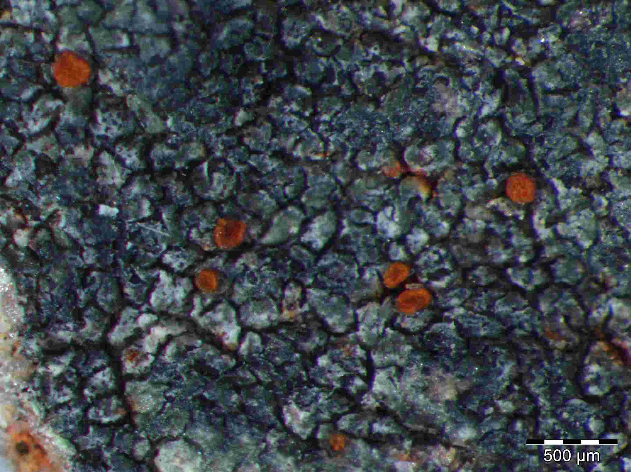 [Caloplaca BlackThallus]