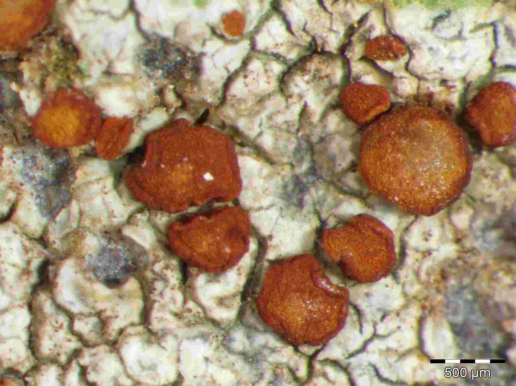 [Caloplaca crenularia]