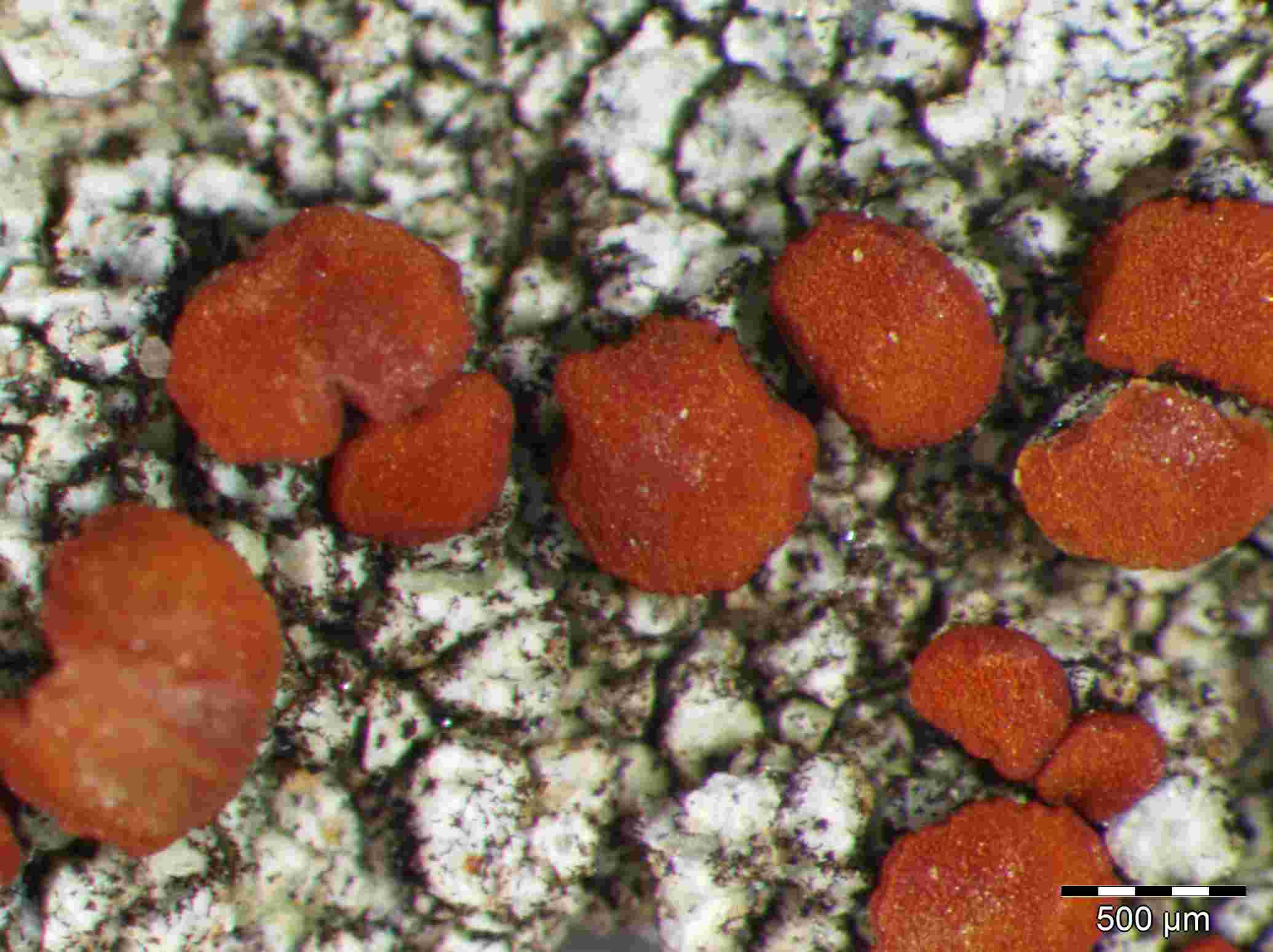 [Caloplaca crenularia]