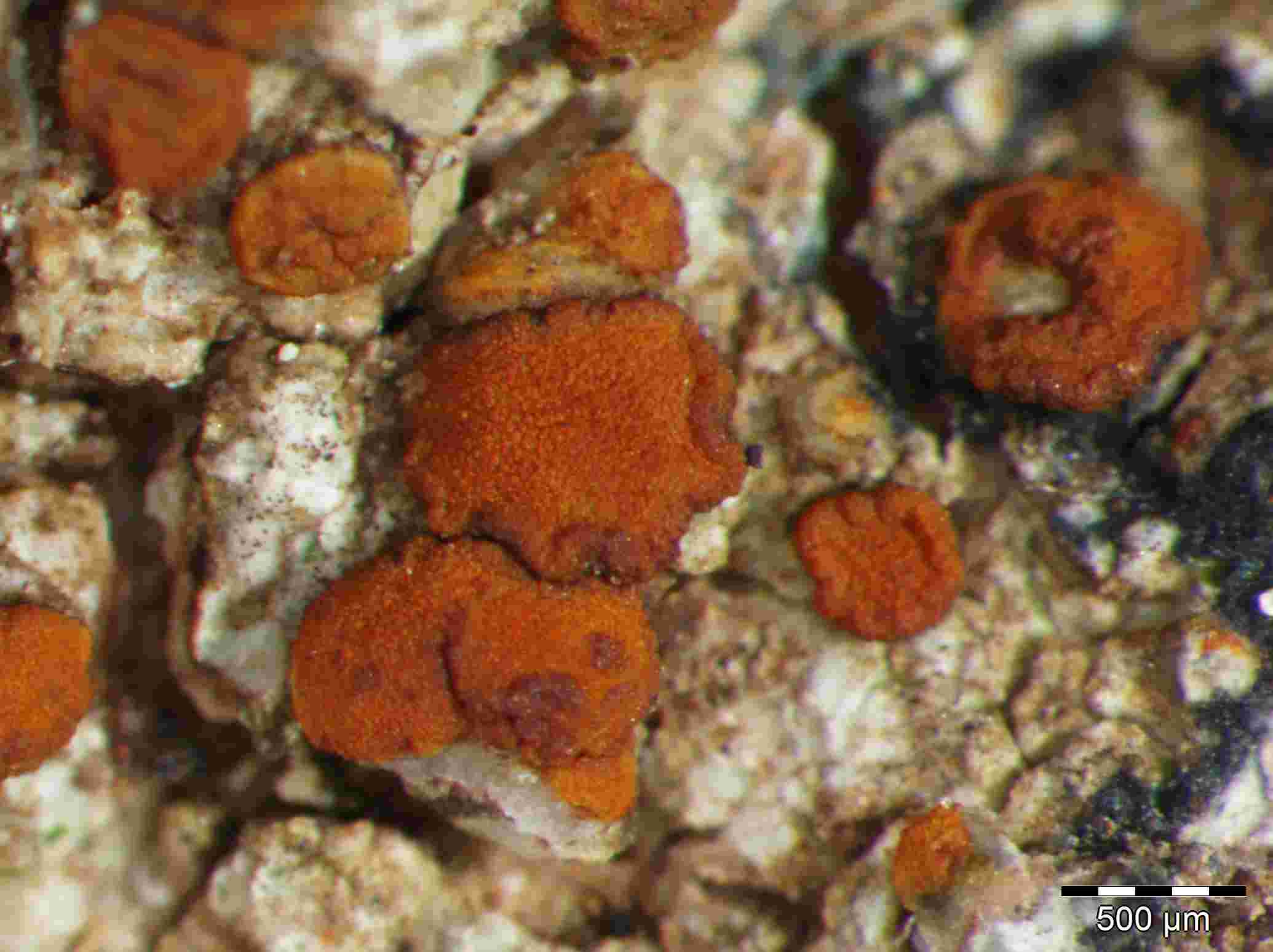 [Caloplaca crenularia]