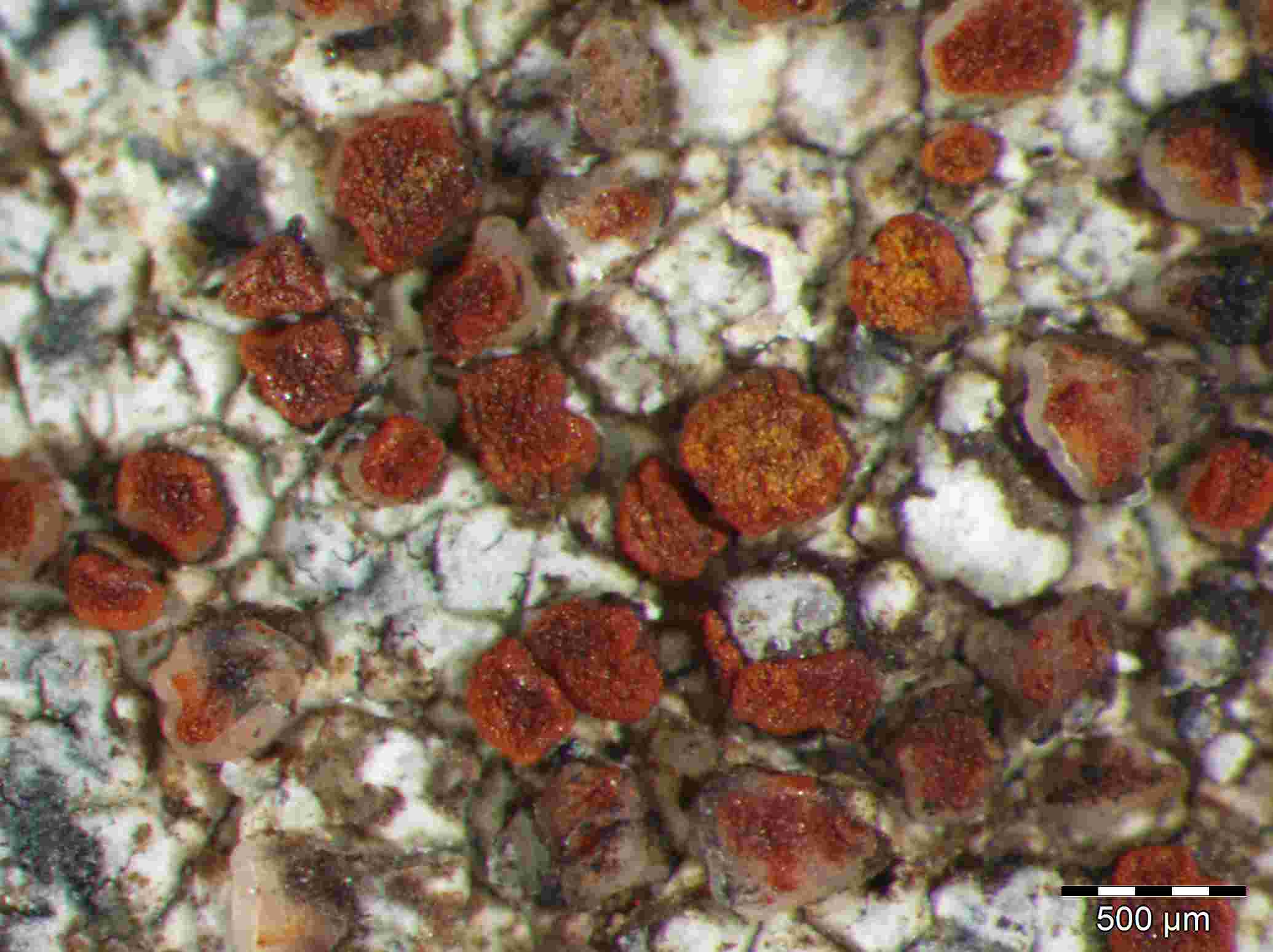 [Caloplaca crenularia]