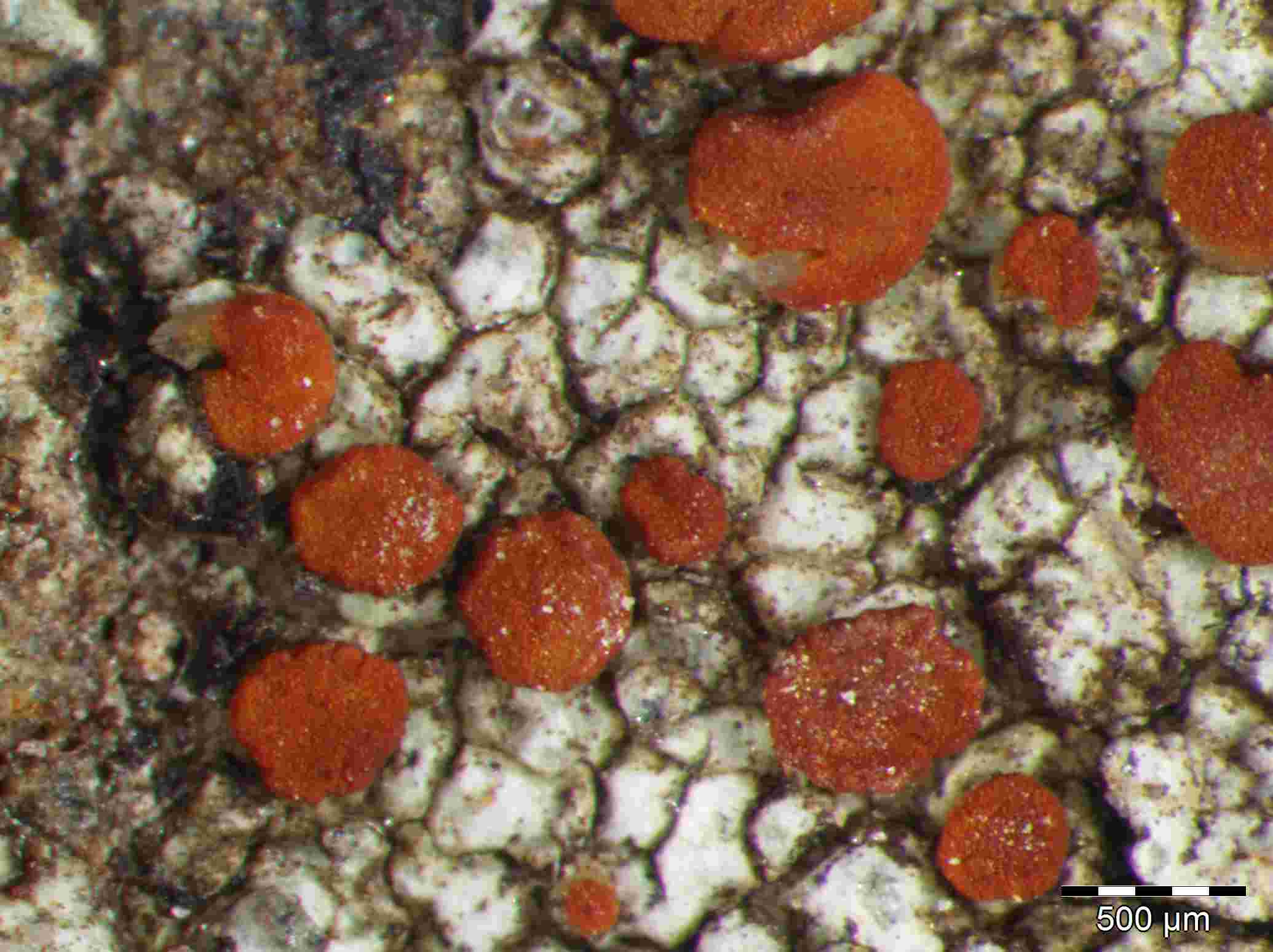 [Caloplaca crenularia]