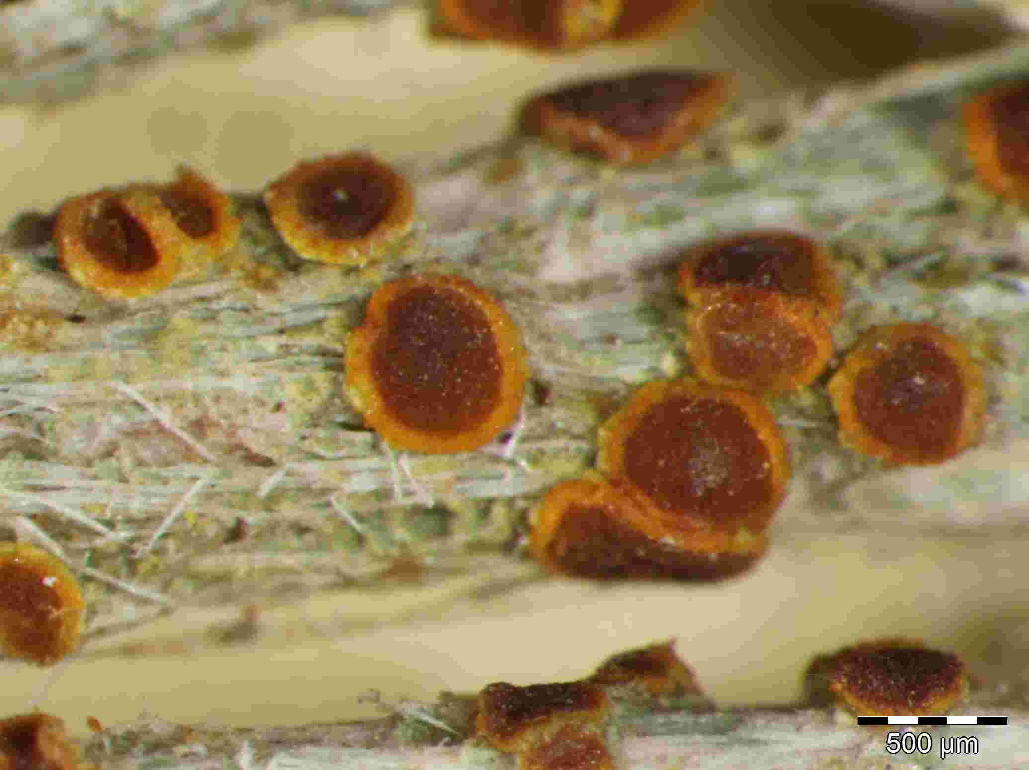 [Caloplaca flavorubescens]