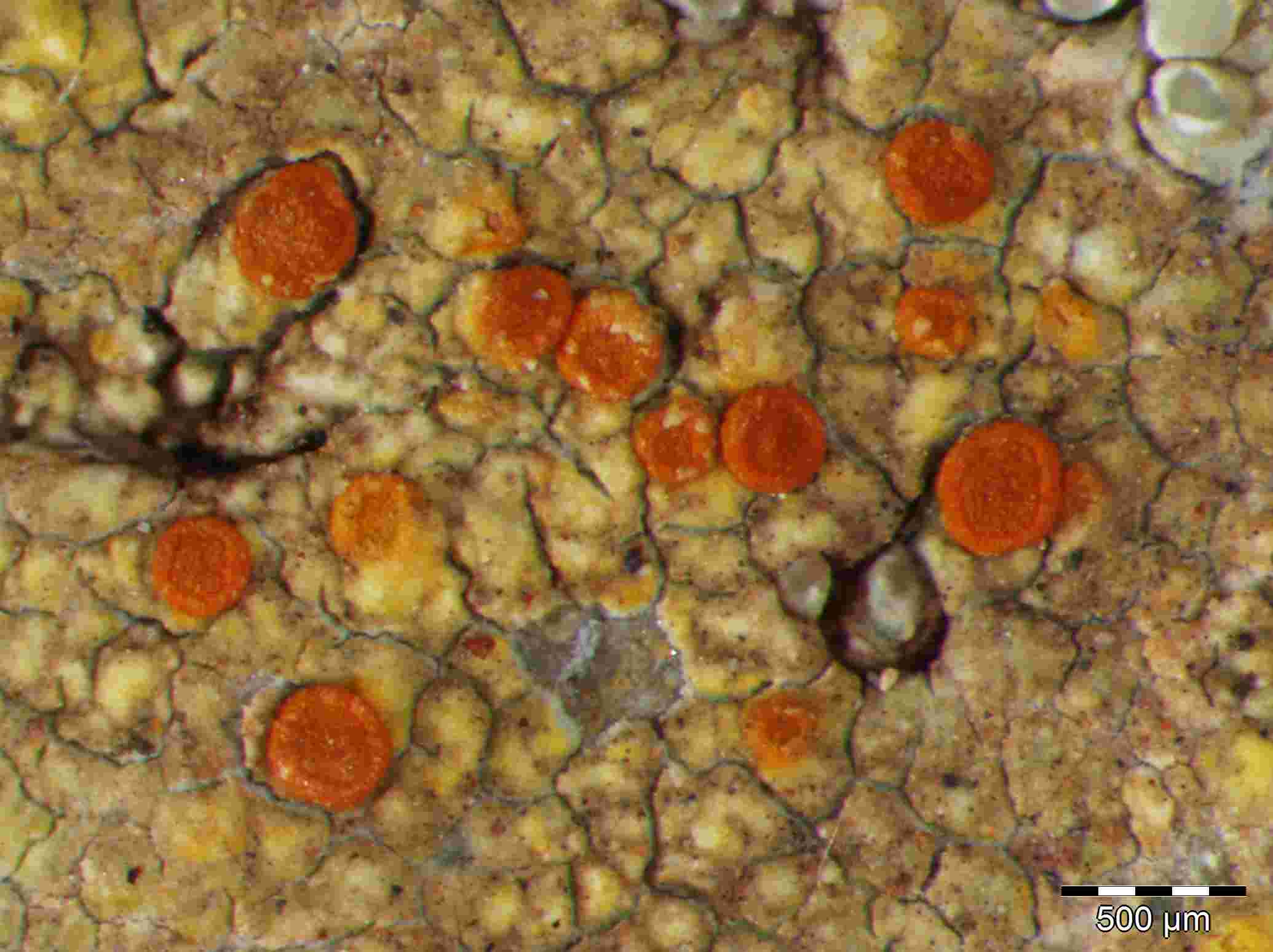 [Caloplaca flavovirescens]
