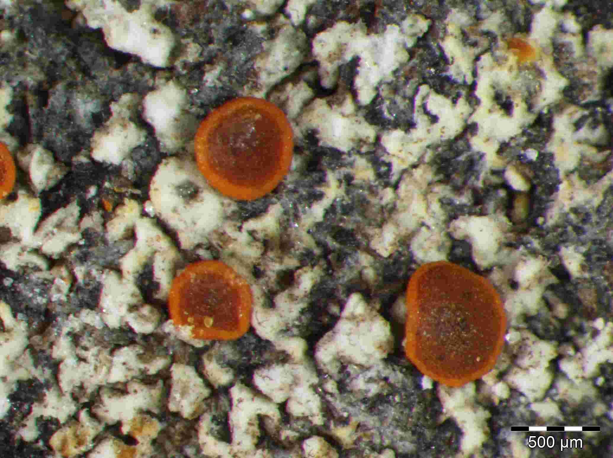 [Caloplaca flavovirescens]