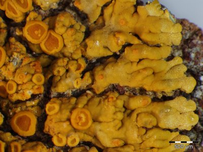[Caloplaca flavescens]