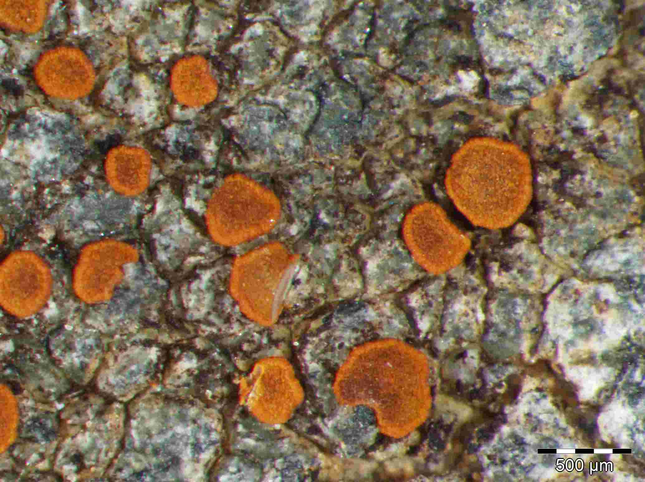 [Caloplaca fuscoatroides]