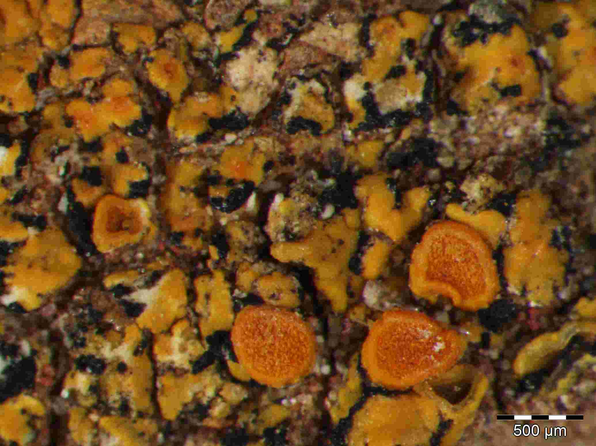 [Caloplaca subsoluta]