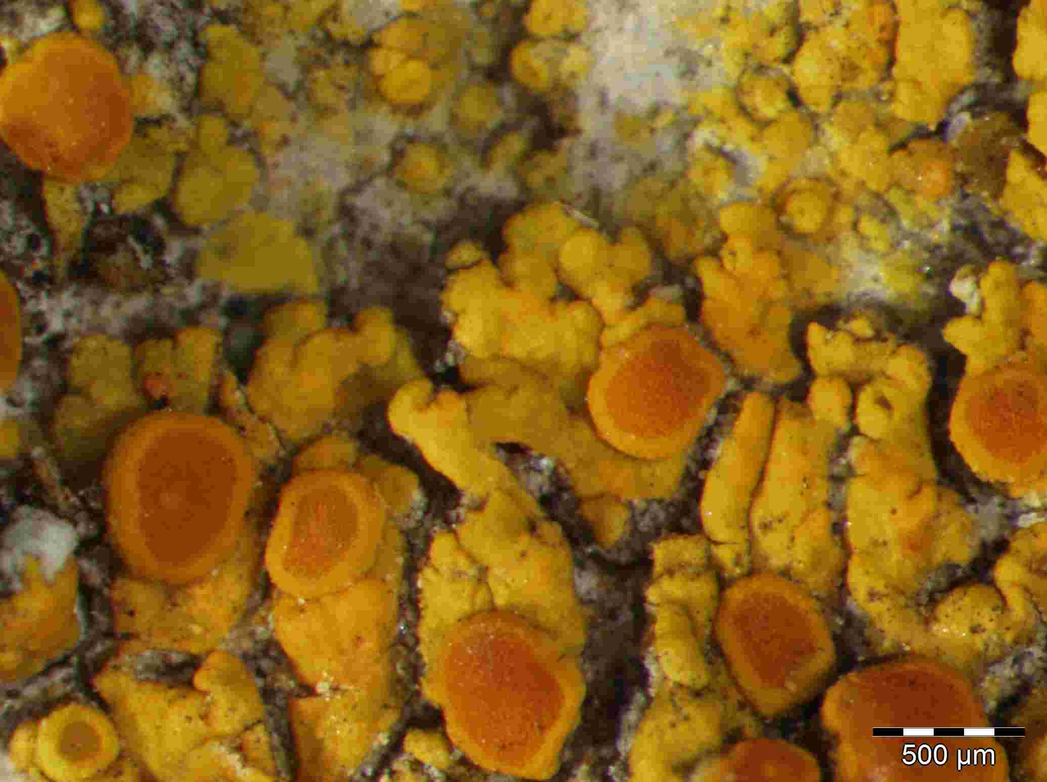 [Caloplaca ora?]