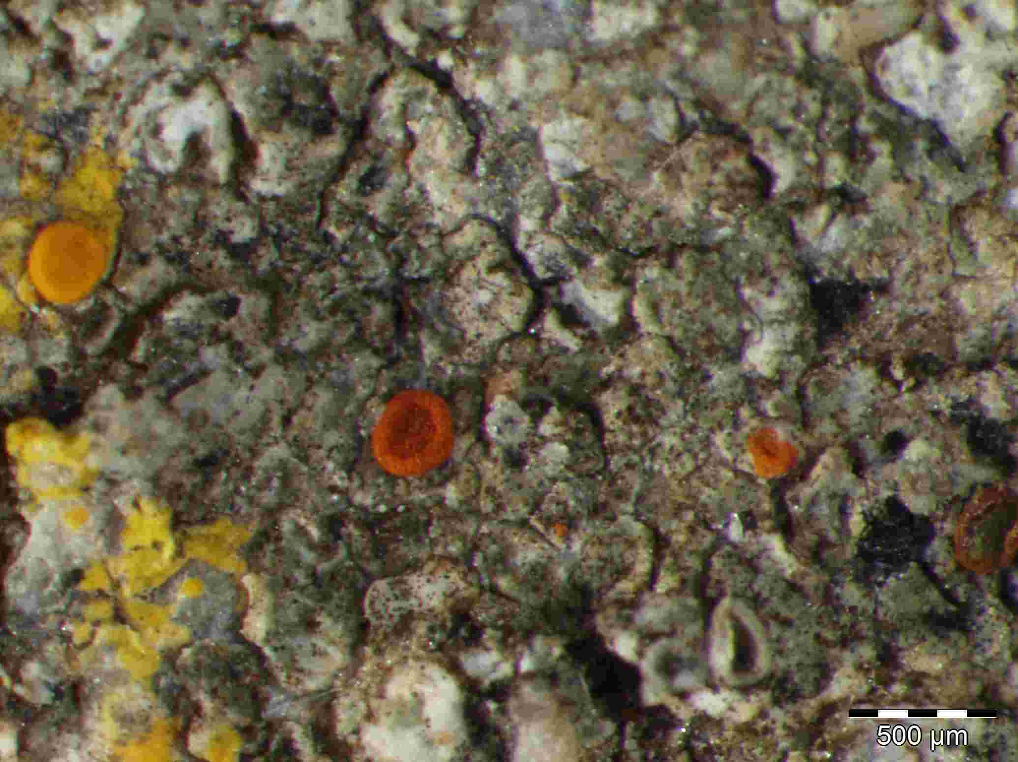 [Caloplaca neotaurica]