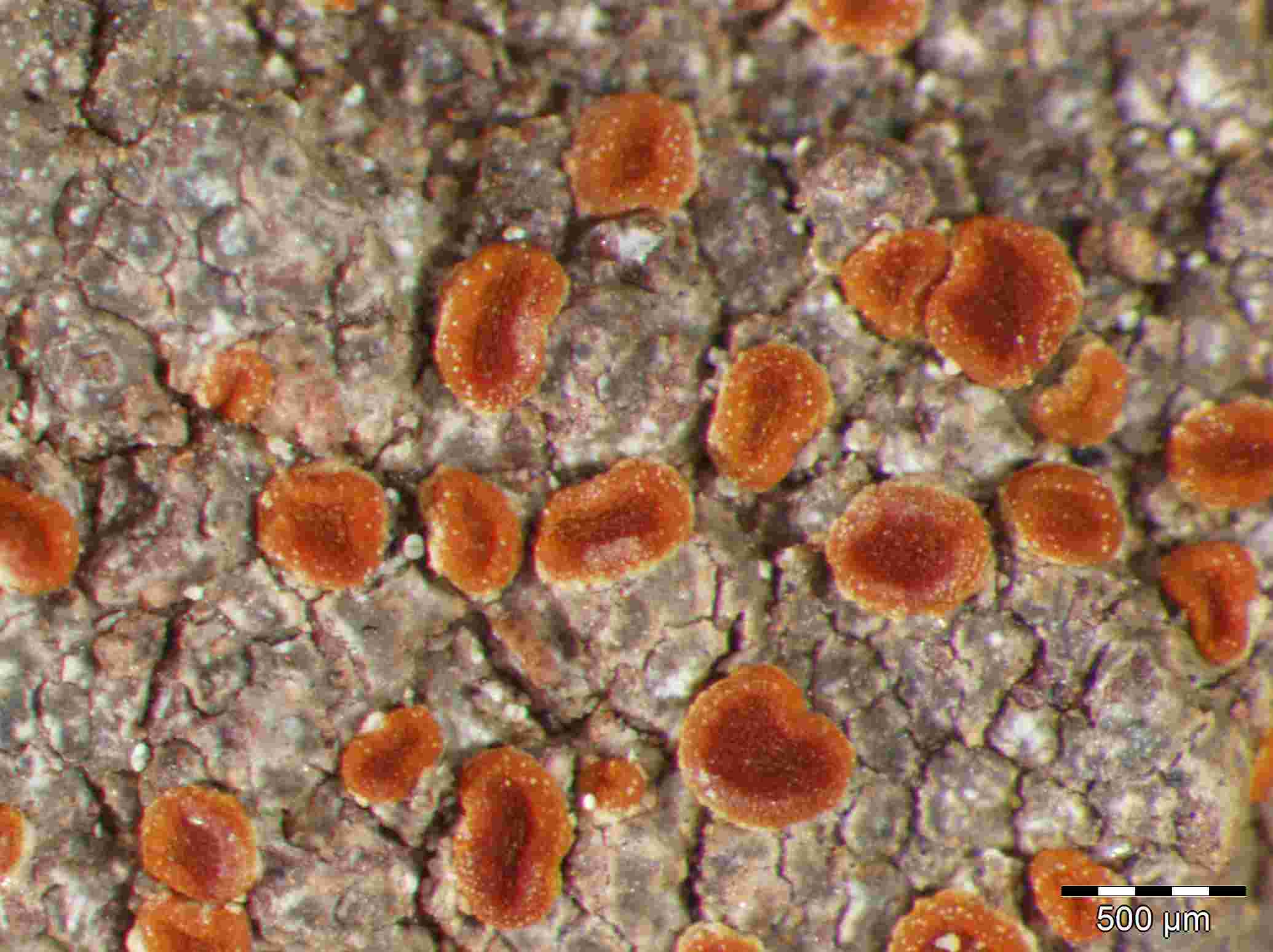 [Caloplaca neotaurica]